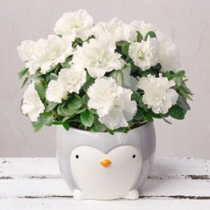 White Azalea in Ceramic Penguin Pot