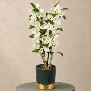 Dendrobium Orchid